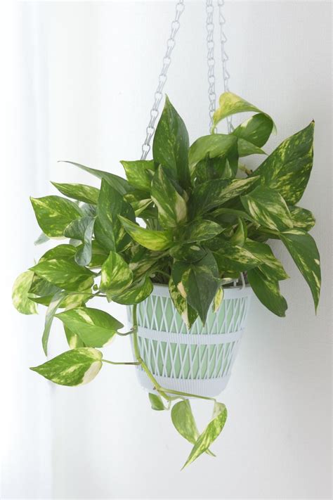 容易養的植物|10种最容易养的植物 Top 10 easy care house plants